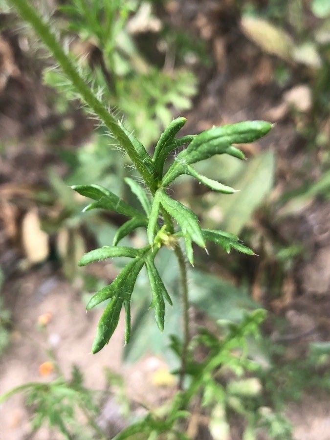 Papaver hybridum leaf