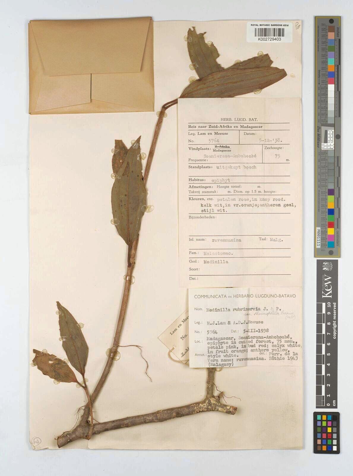 Medinilla rubrinervis — search result for 'Medinilla'