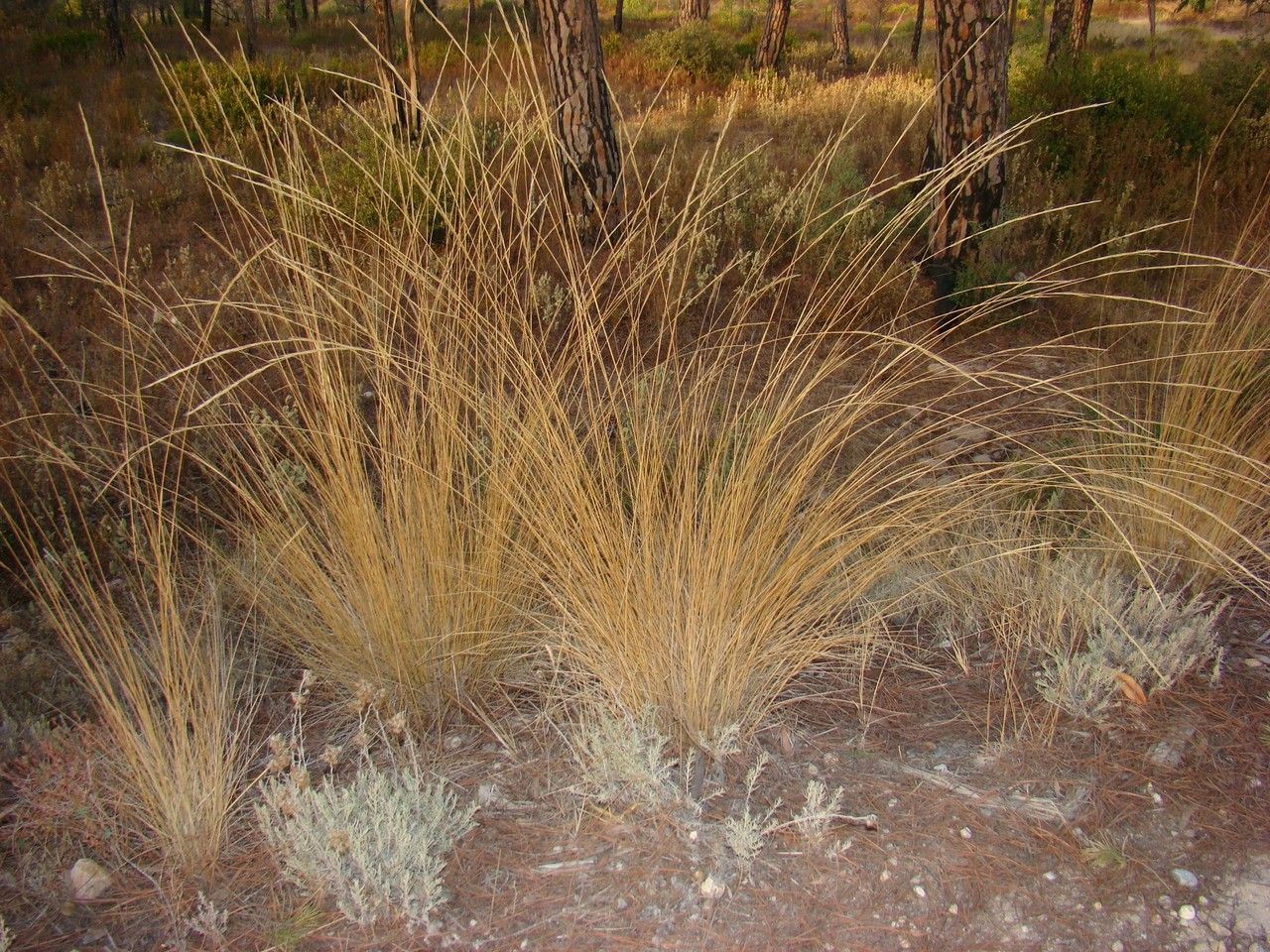 Achnatherum bromoides flower