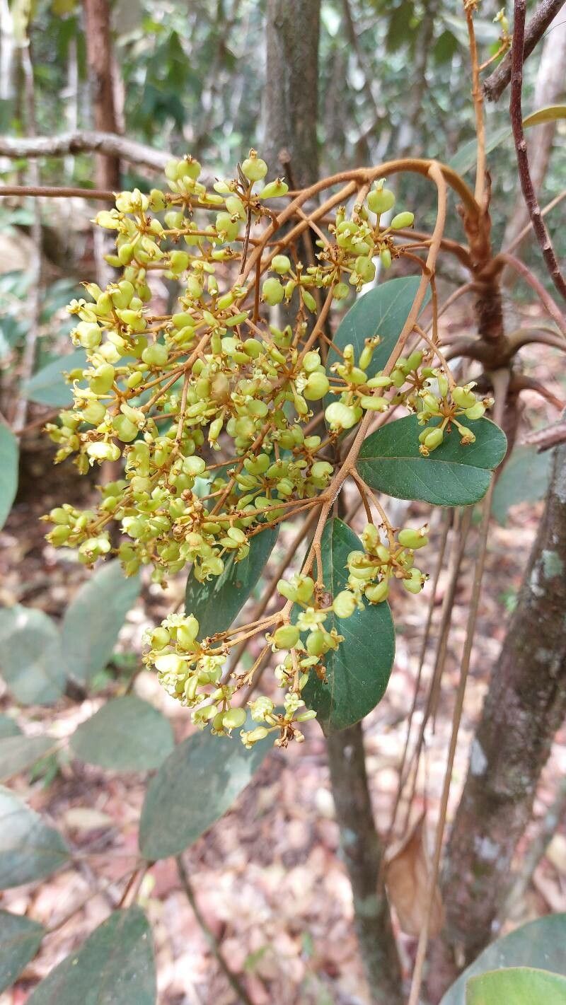 Didymopanax distractiflorus fruit