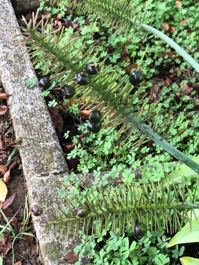 Scilla madeirensis fruit