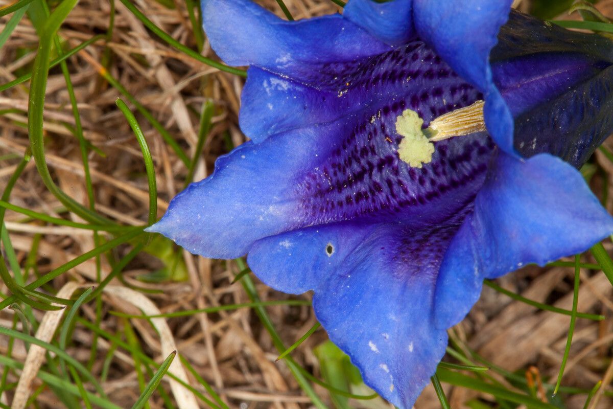 Gentiana clusii flower