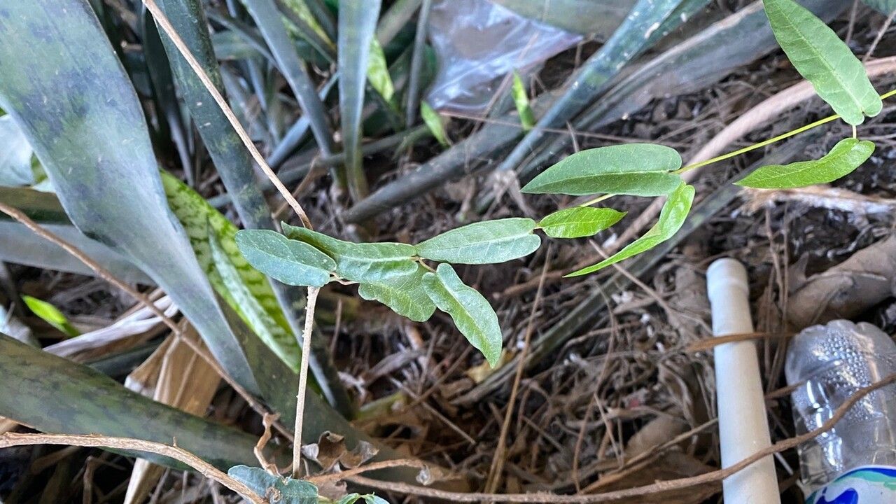Parsonsia straminea leaf