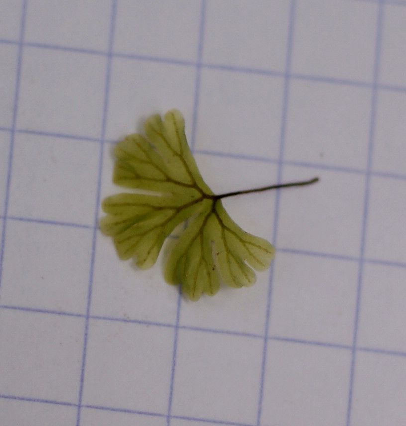 Hymenophyllum sibthorpioides other