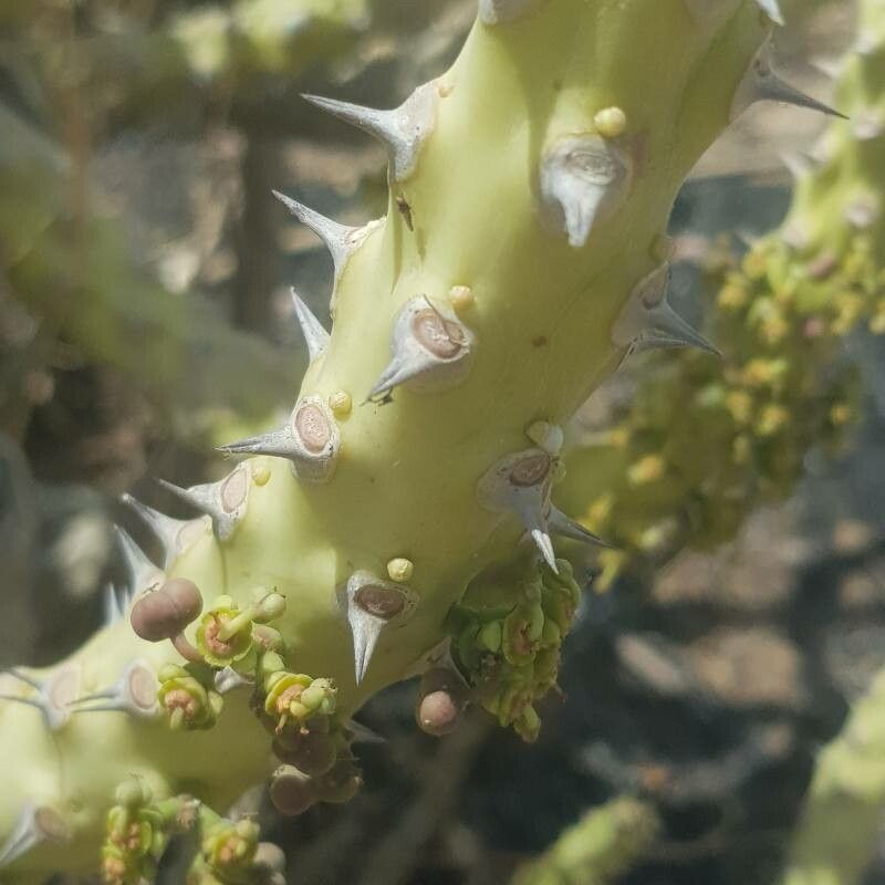 Euphorbia paganorum fruit