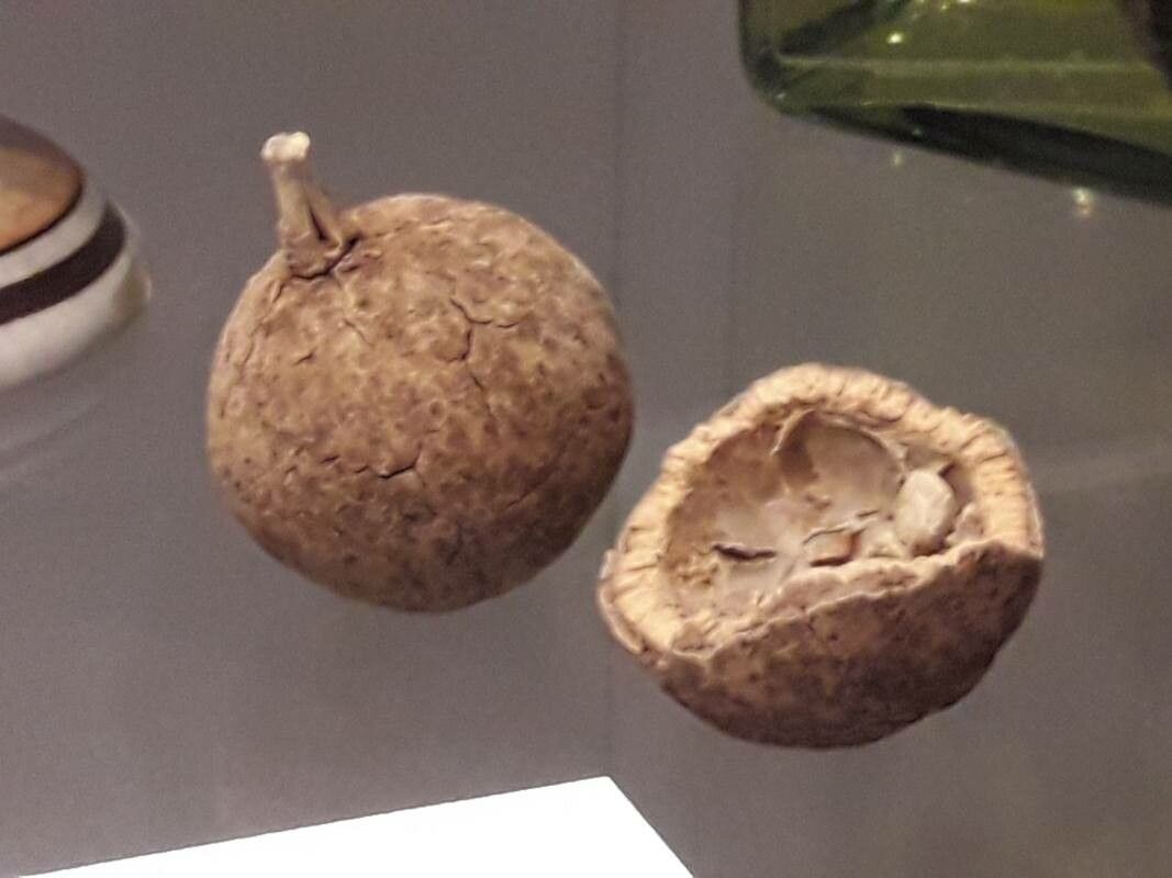 Hydnocarpus wightianus — houseplant care guide