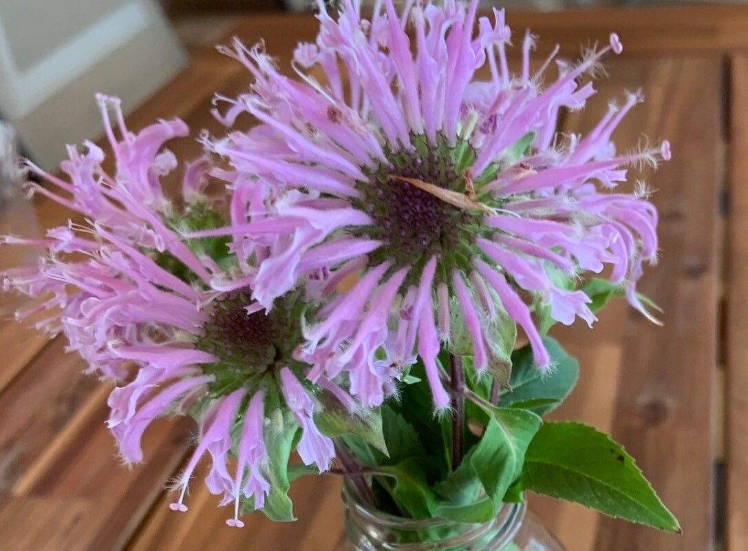 Monarda media flower