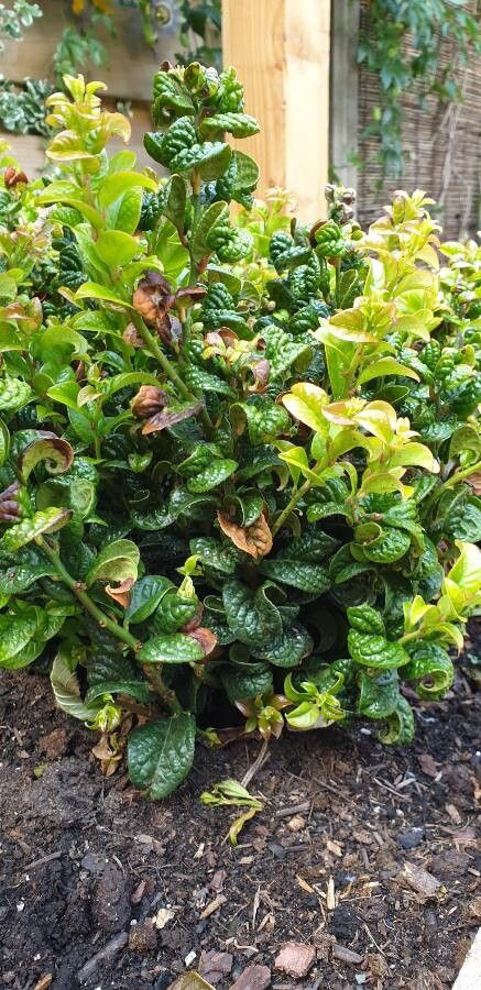 Leucothoe axillaris habit