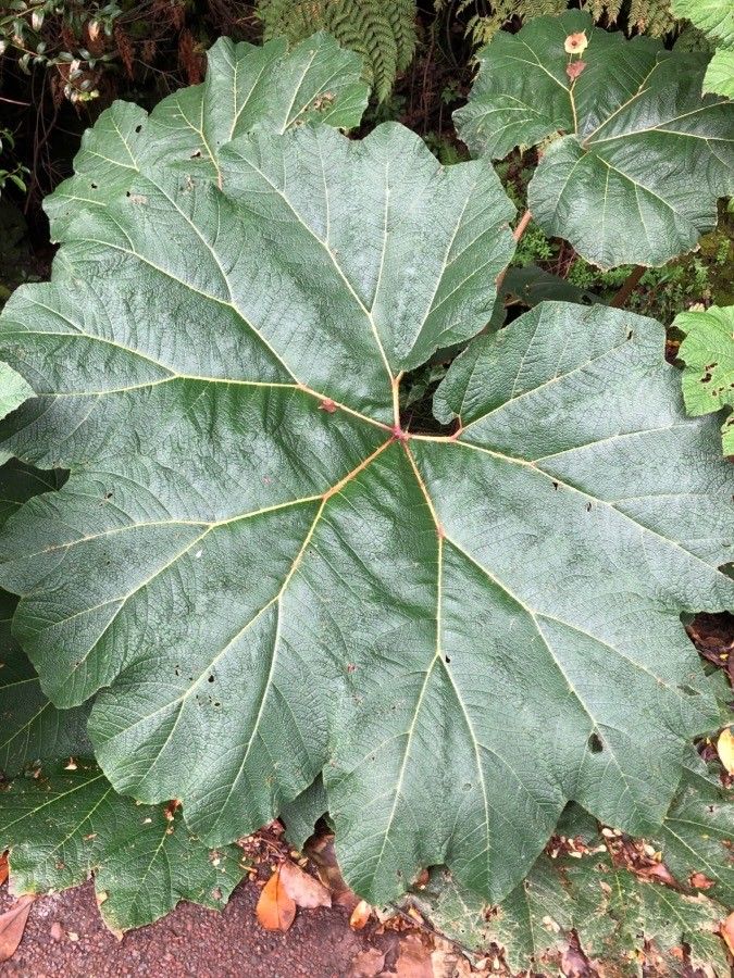 Gunnera insignis — related species from the same genus