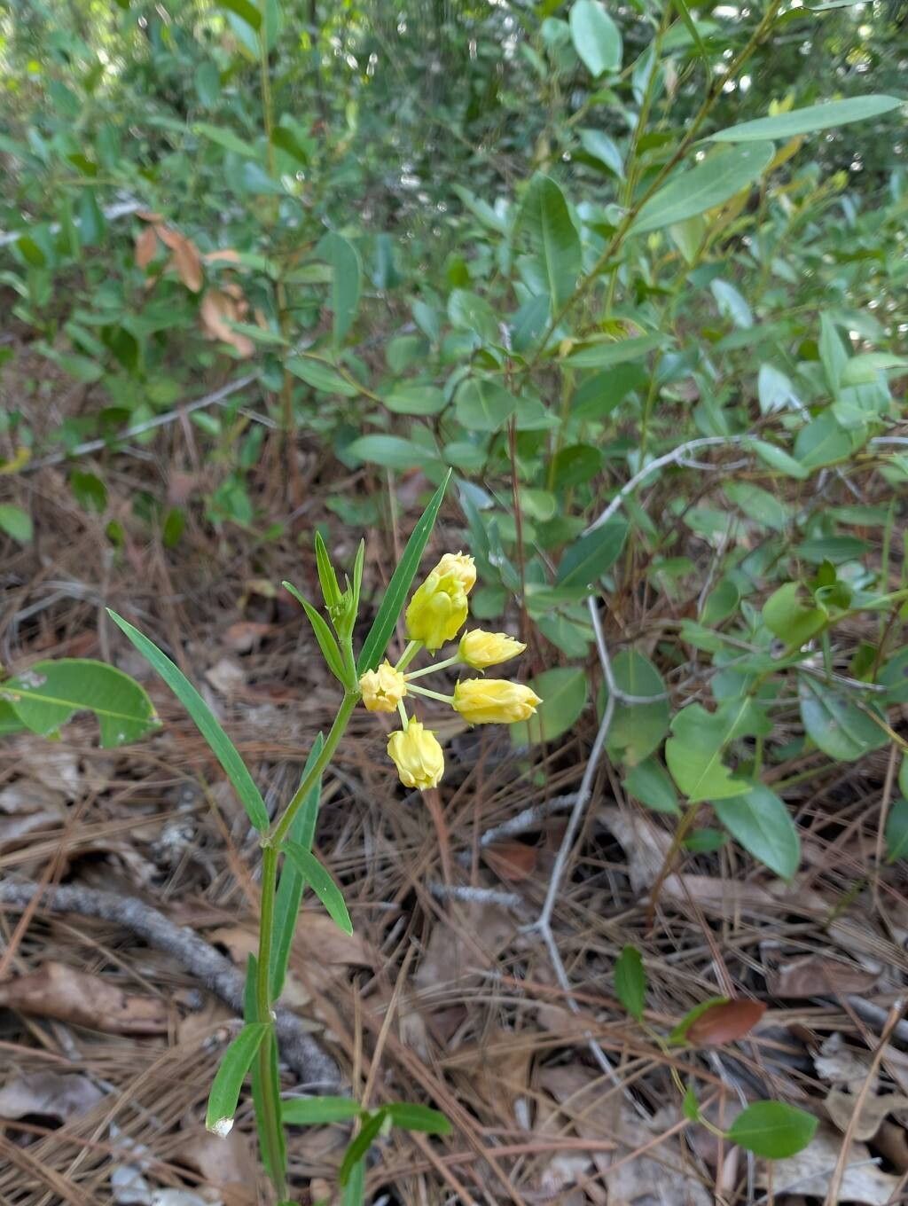 Asclepias pedicellata flower