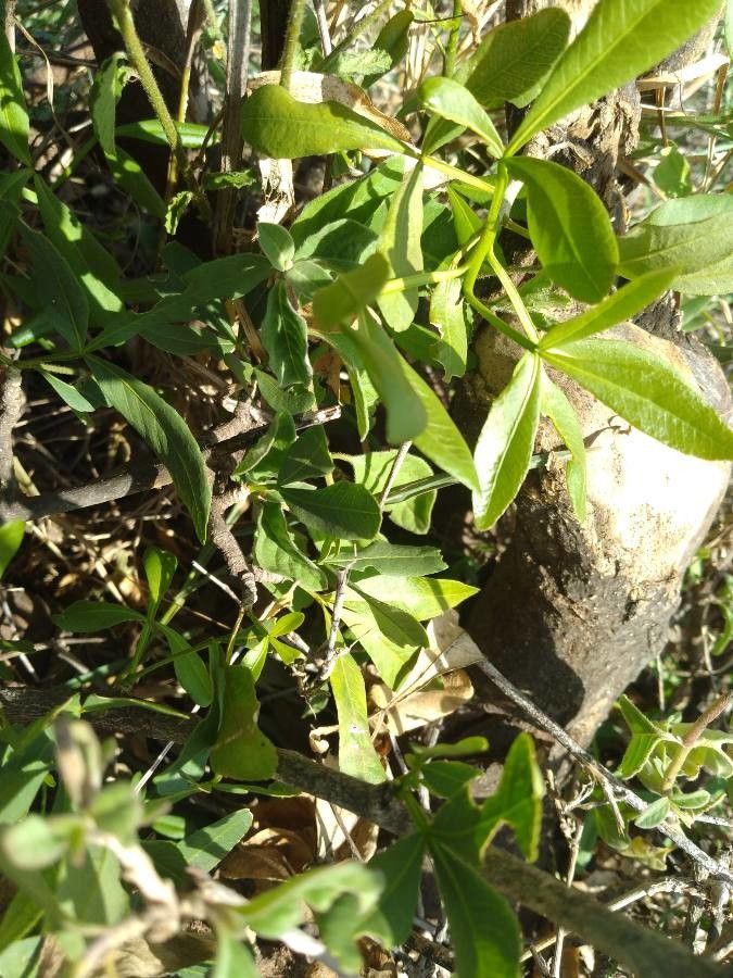 Vepris glomerata — search result for 'Vepris'