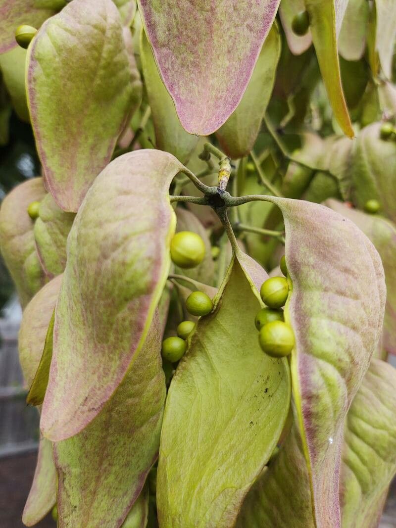Firmiana simplex fruit