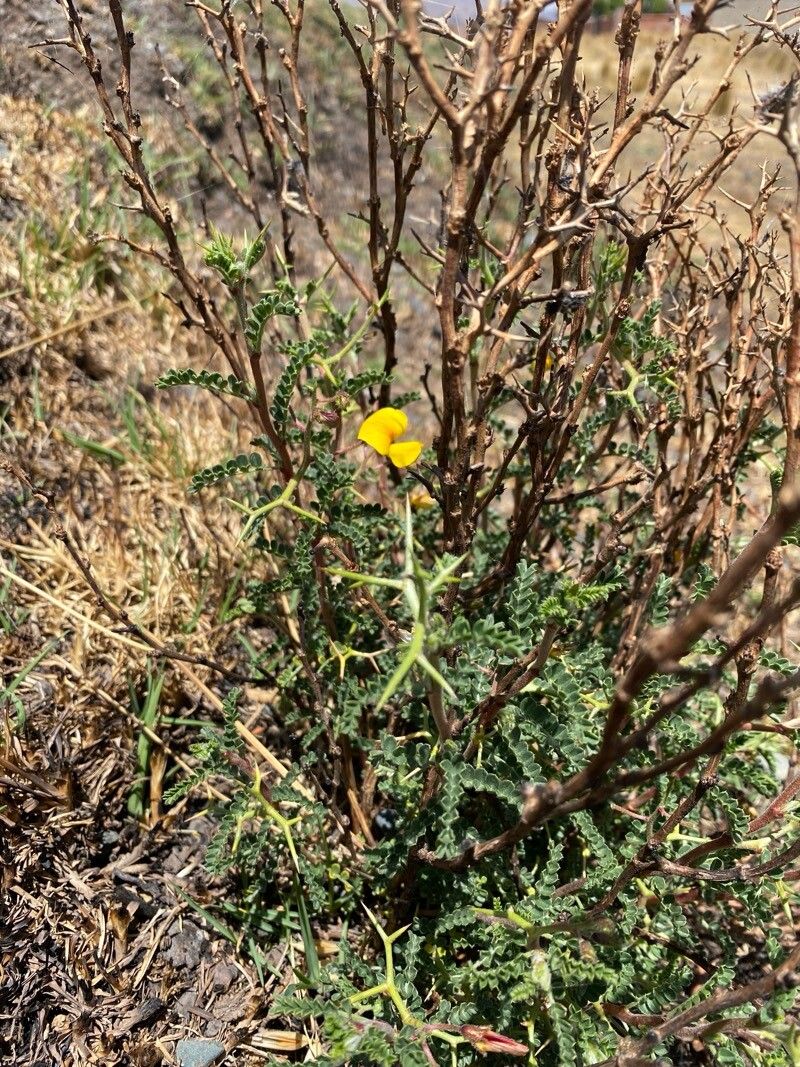 Adesmia miraflorensis — houseplant care guide