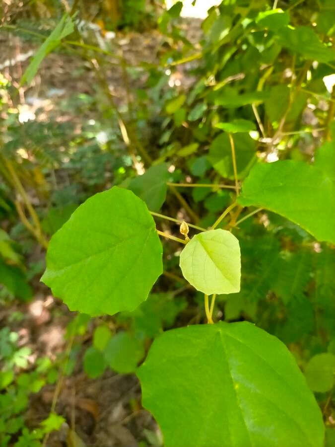 Mallotus repandus leaf