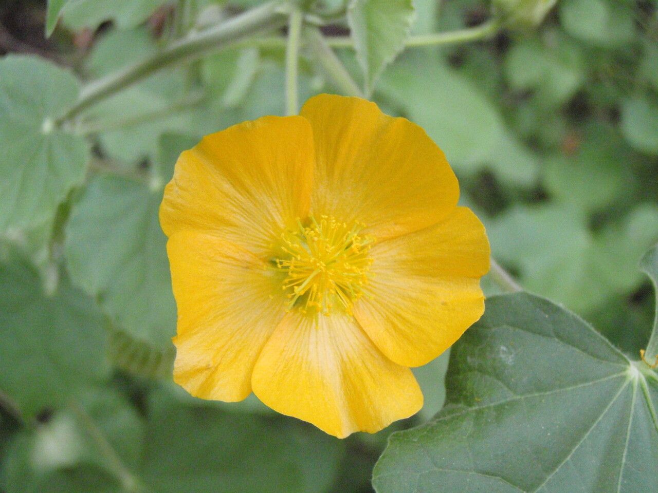 Abutilon indicum flower