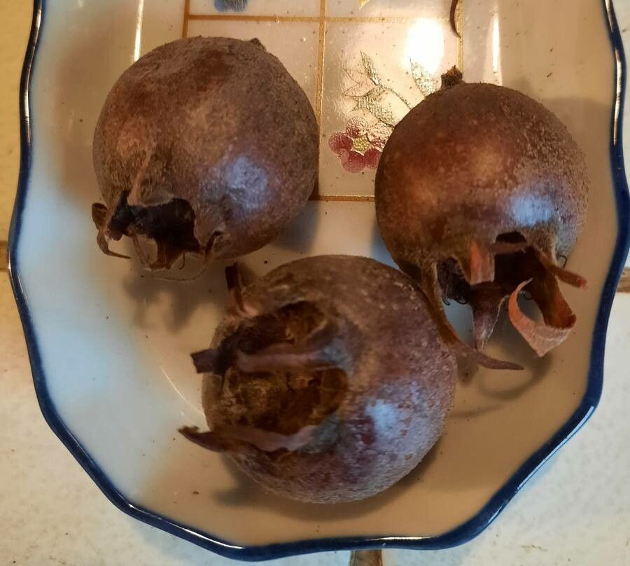 Crataegus germanica fruit