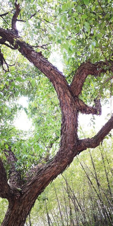 Chukrasia tabularis other