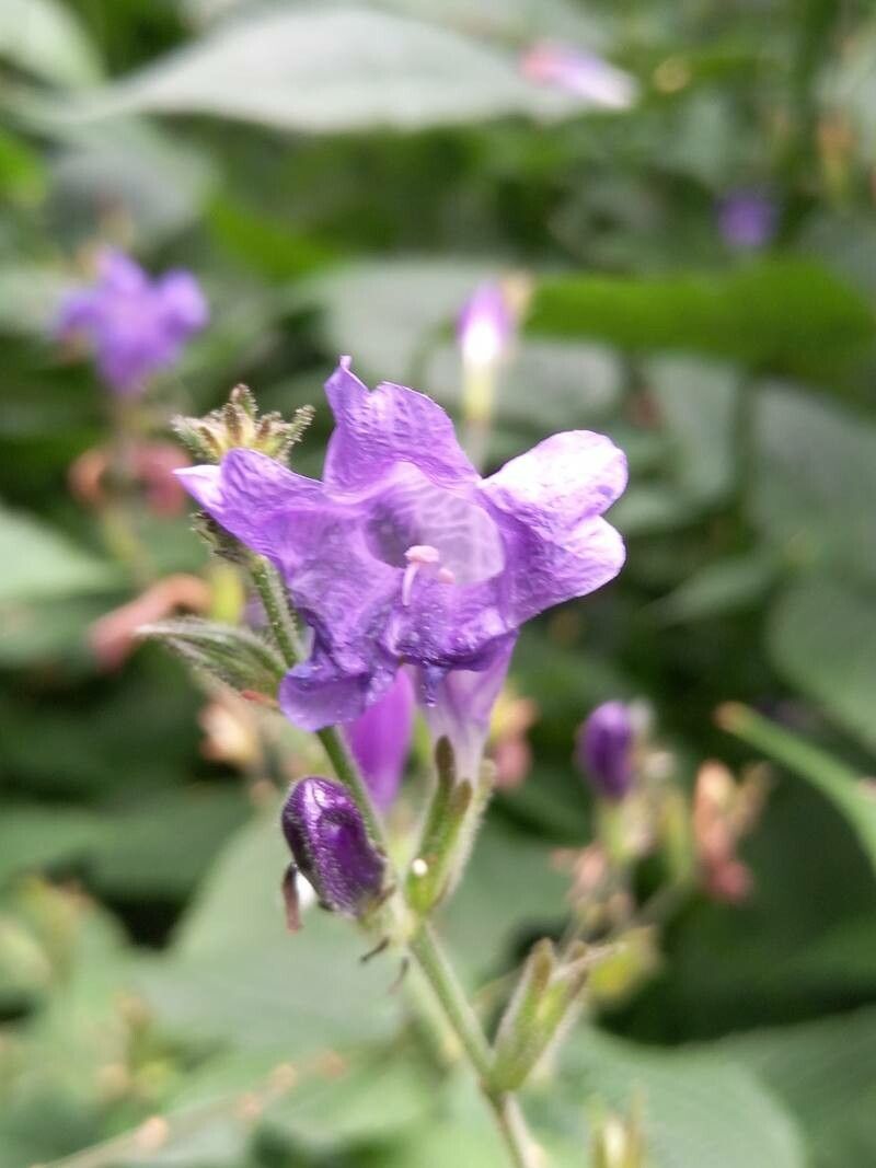 Strobilanthes glutinosus flower
