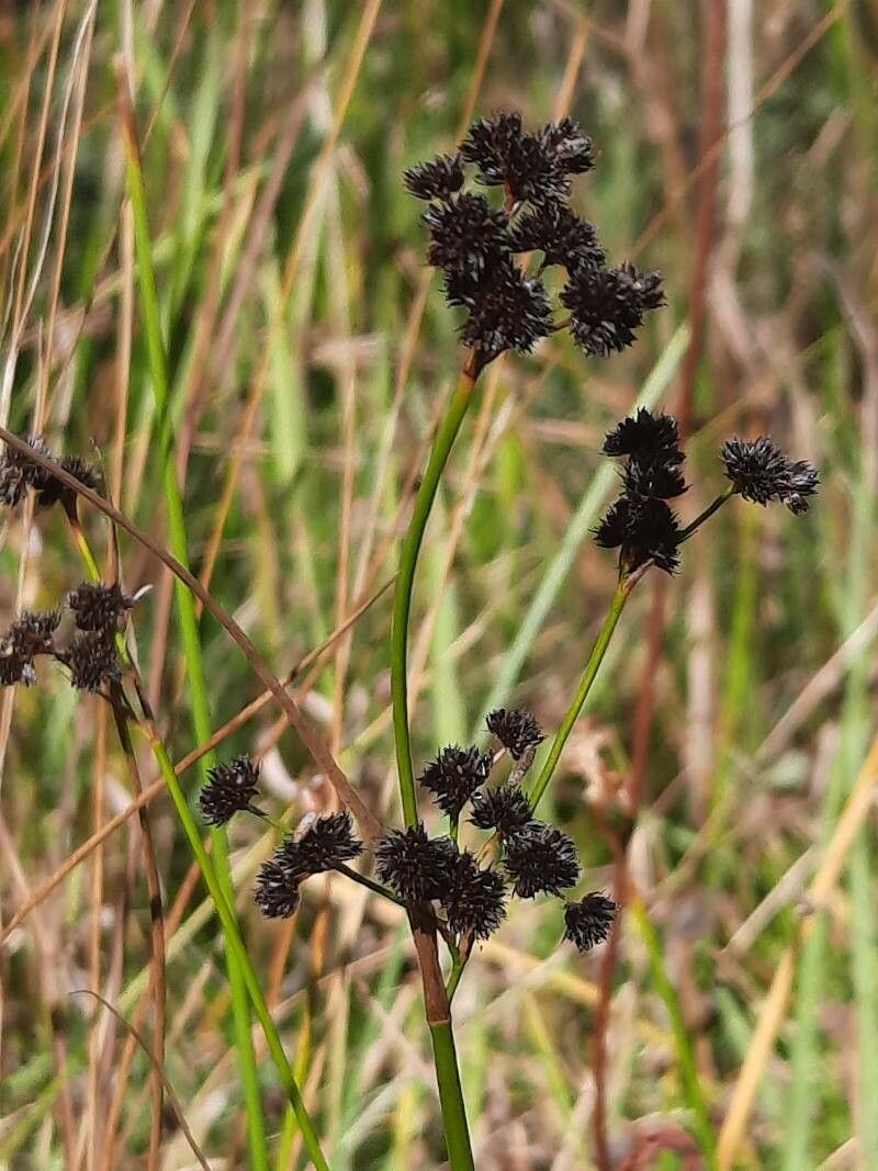 Juncus ensifolius fruit