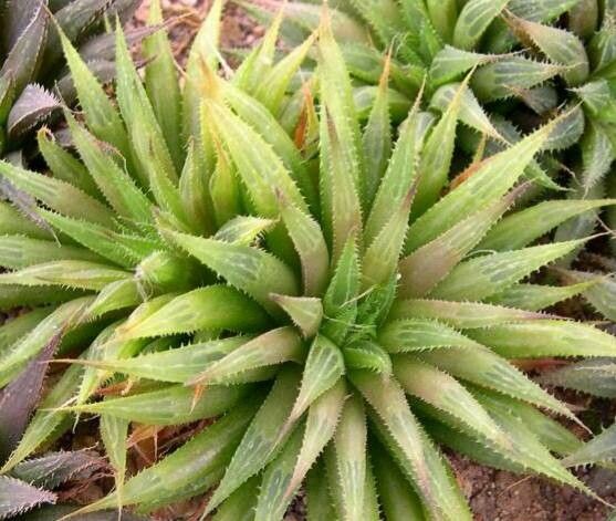 Haworthia heidelbergensis — houseplant care guide