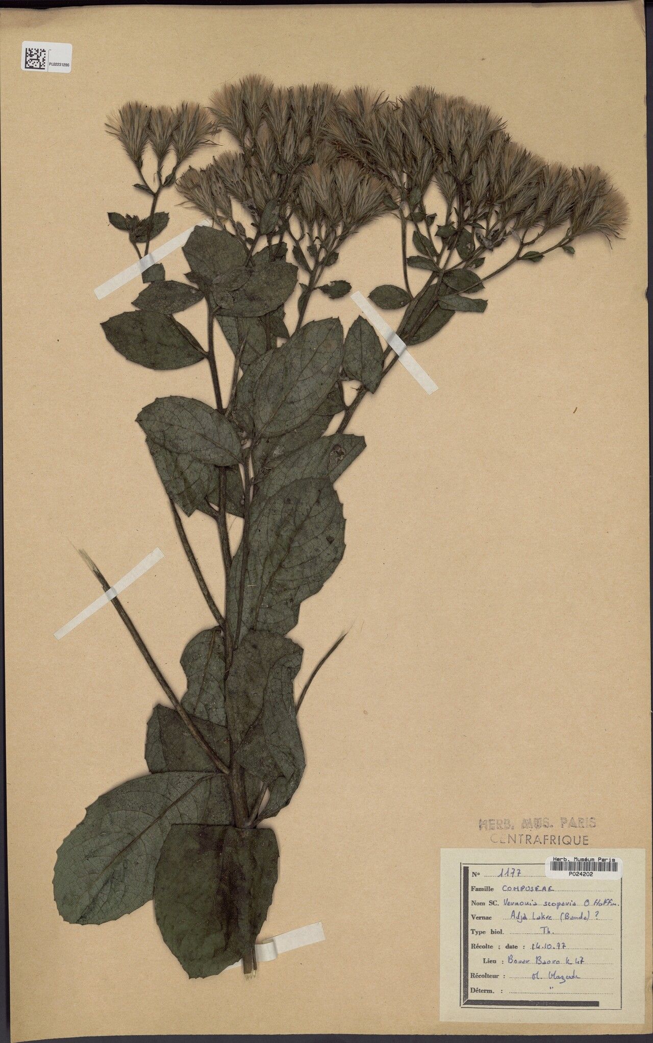 Vernonia scoparia — search result for 'Scoparia'