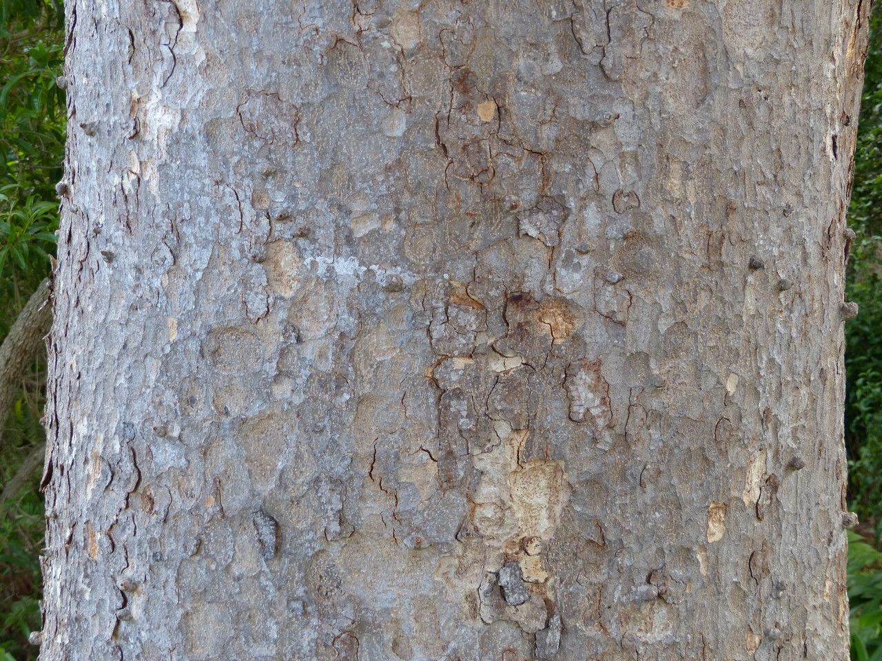 Khaya anthotheca bark