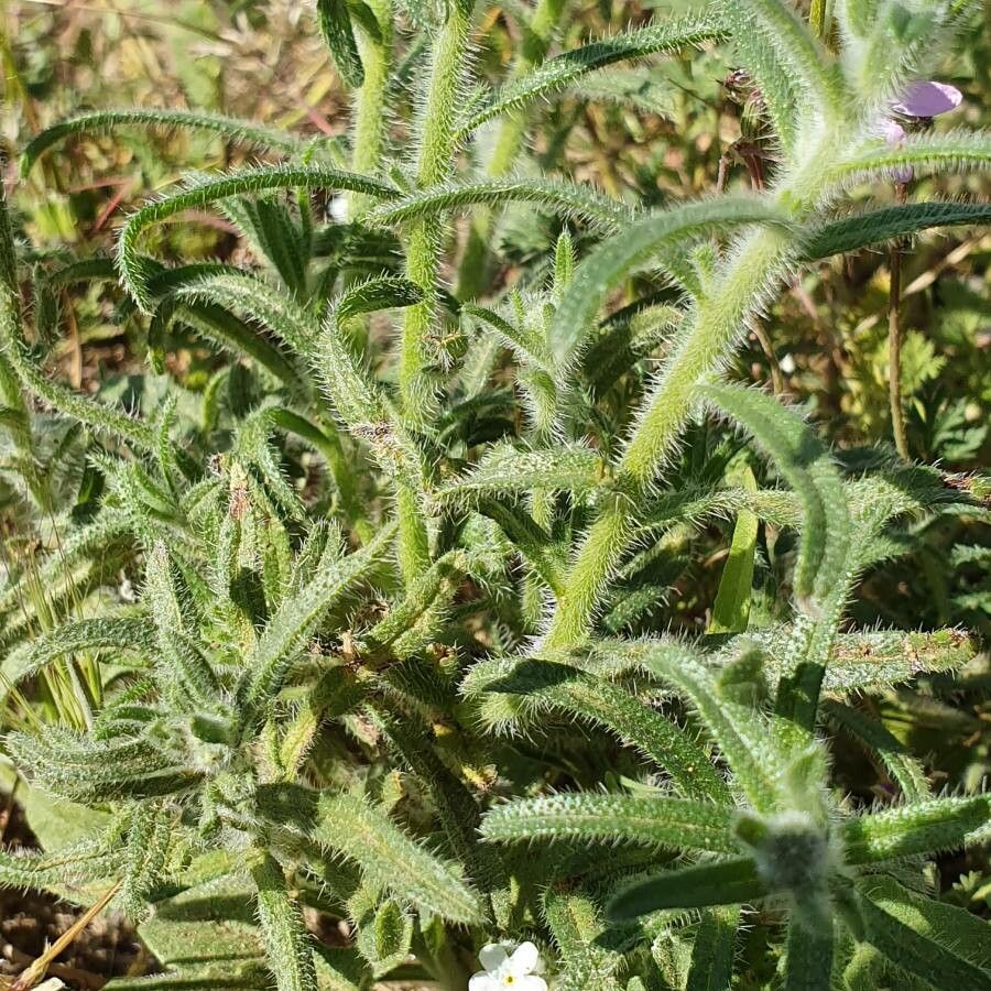 Cryptantha clevelandii