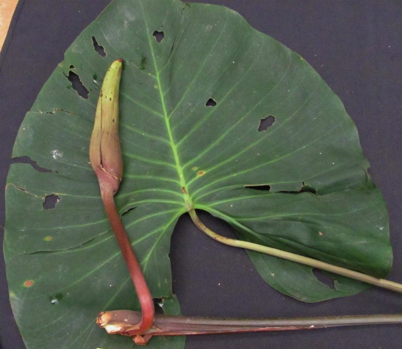 Homalomena wendlandii leaf