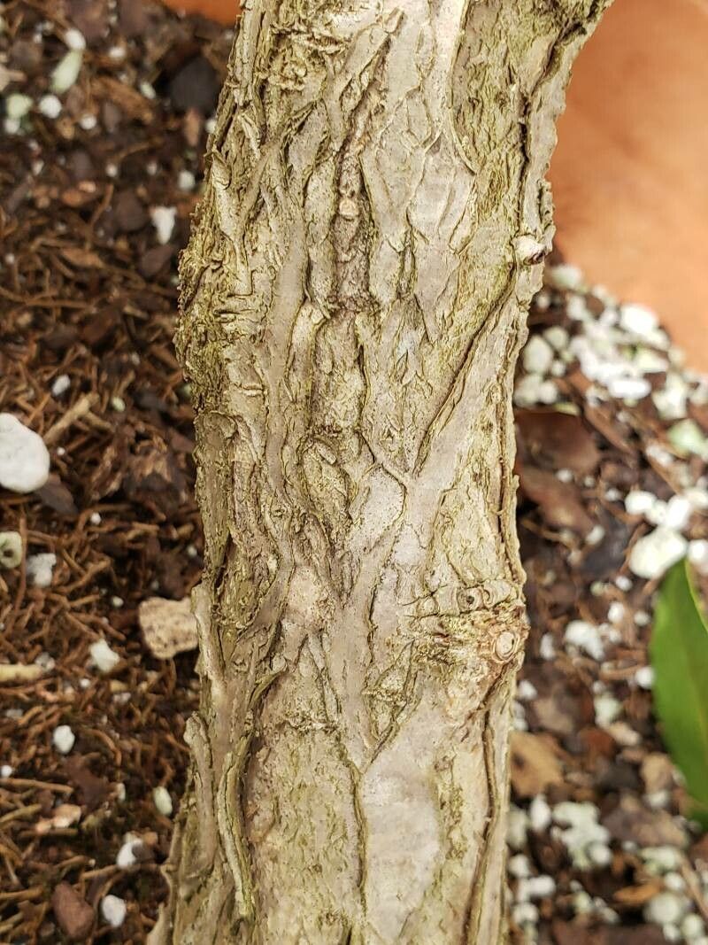 Osmanthus armatus bark