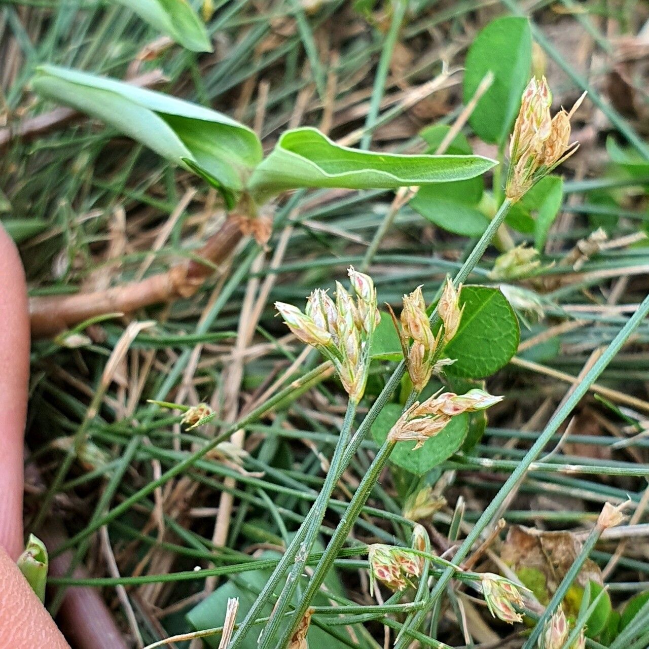 Bulbostylis thouarsii habit