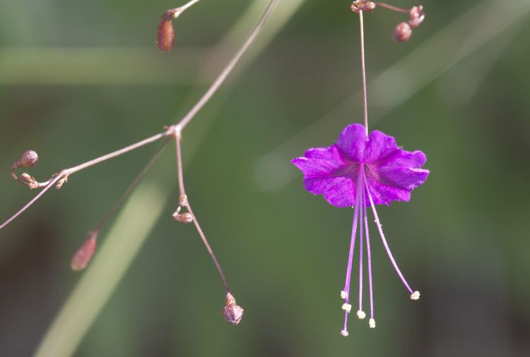 Boerhavia anisophylla habit