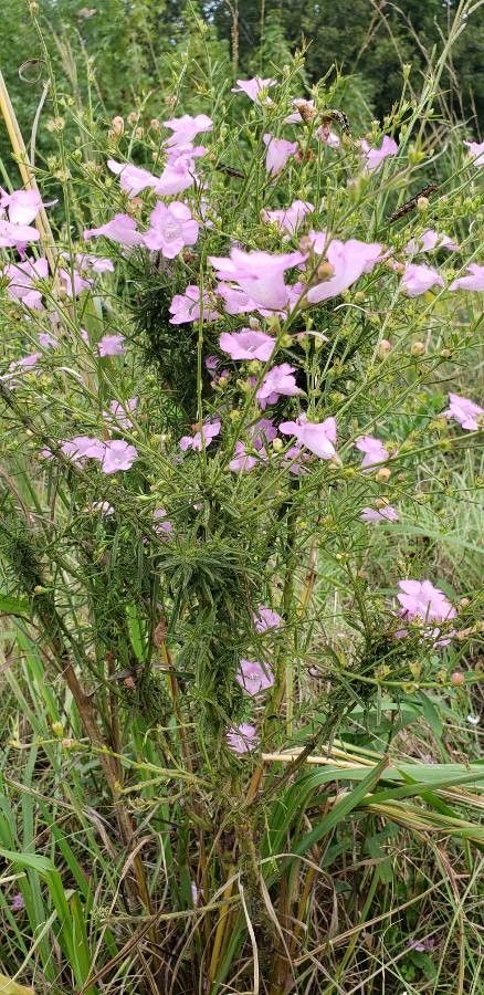Agalinis purpurea habit