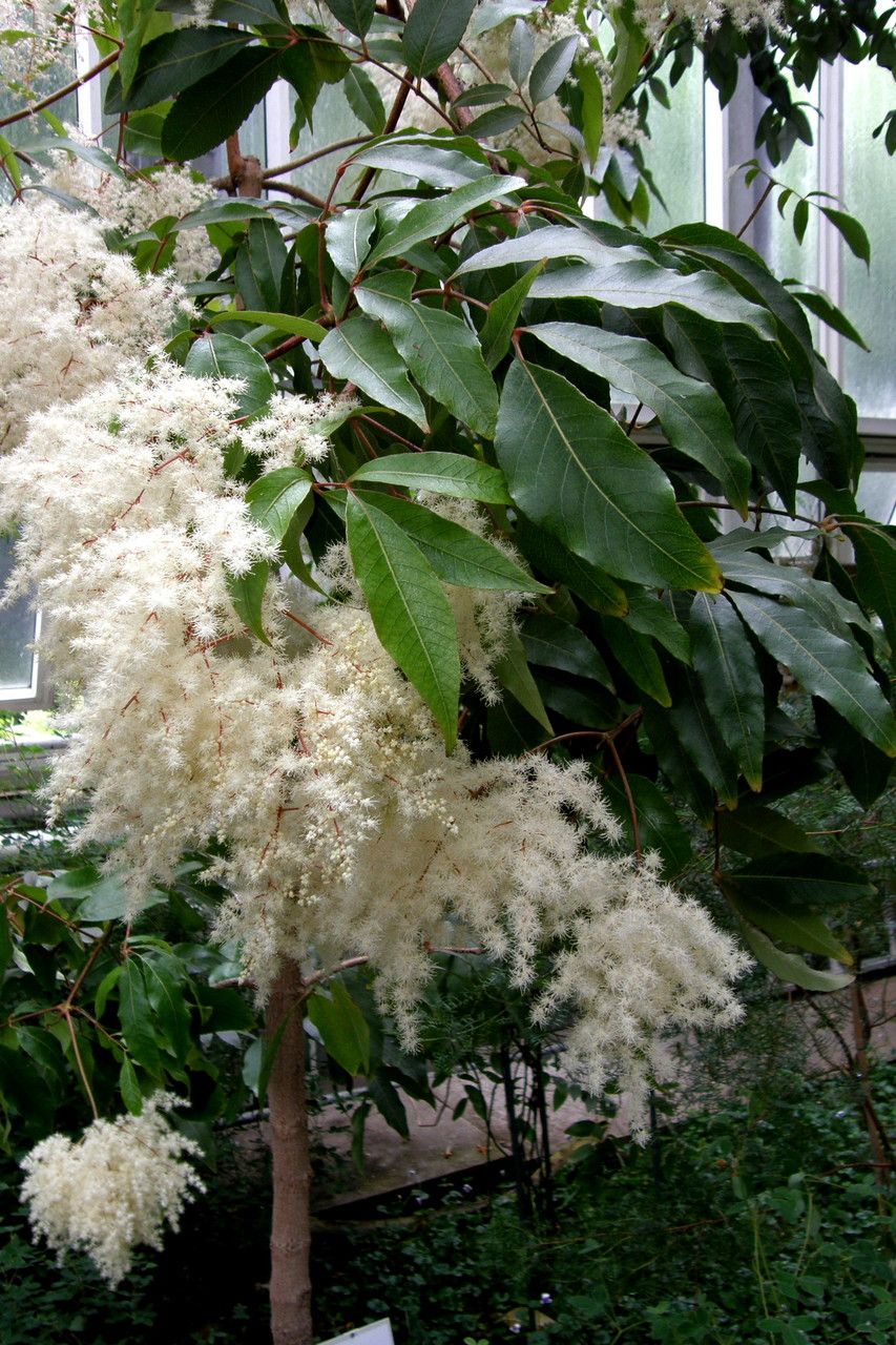 Caldcluvia paniculata flower