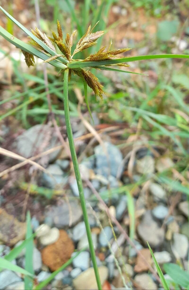 Cyperus polystachyos habit