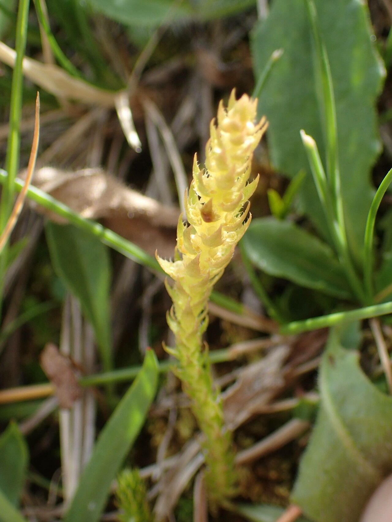 Selaginella selaginoides fruit