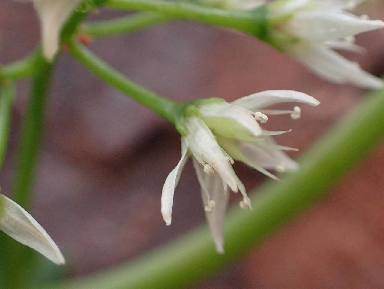Crassula lactea flower