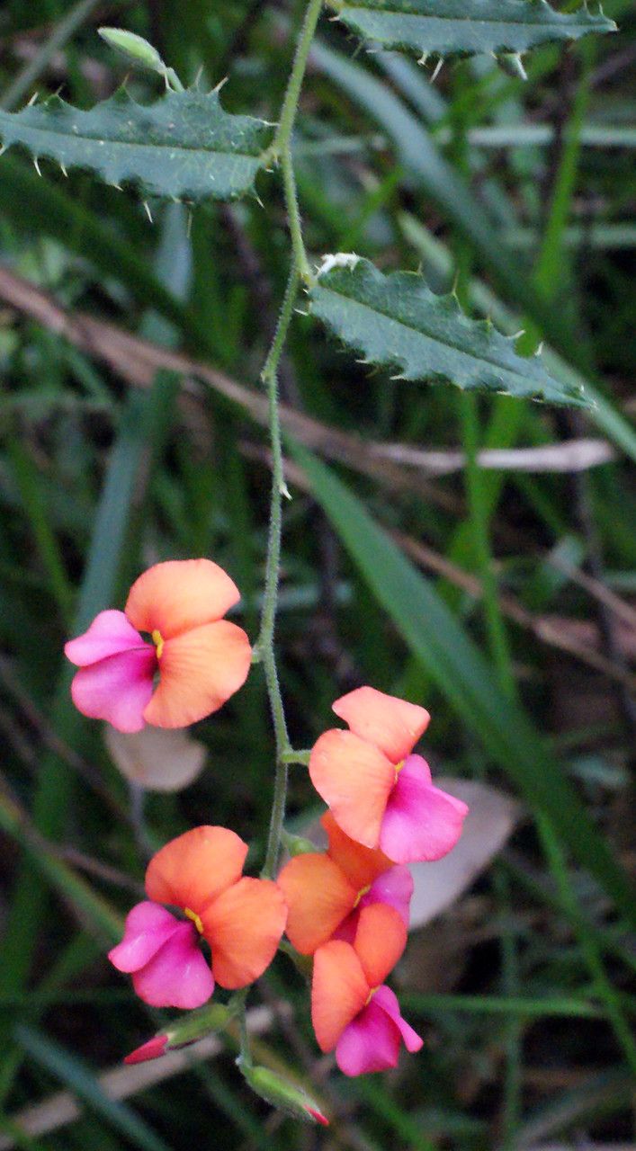 Kennedia coccinea habit