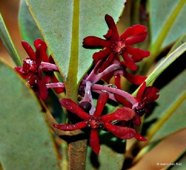 Zygogynum crassifolium flower