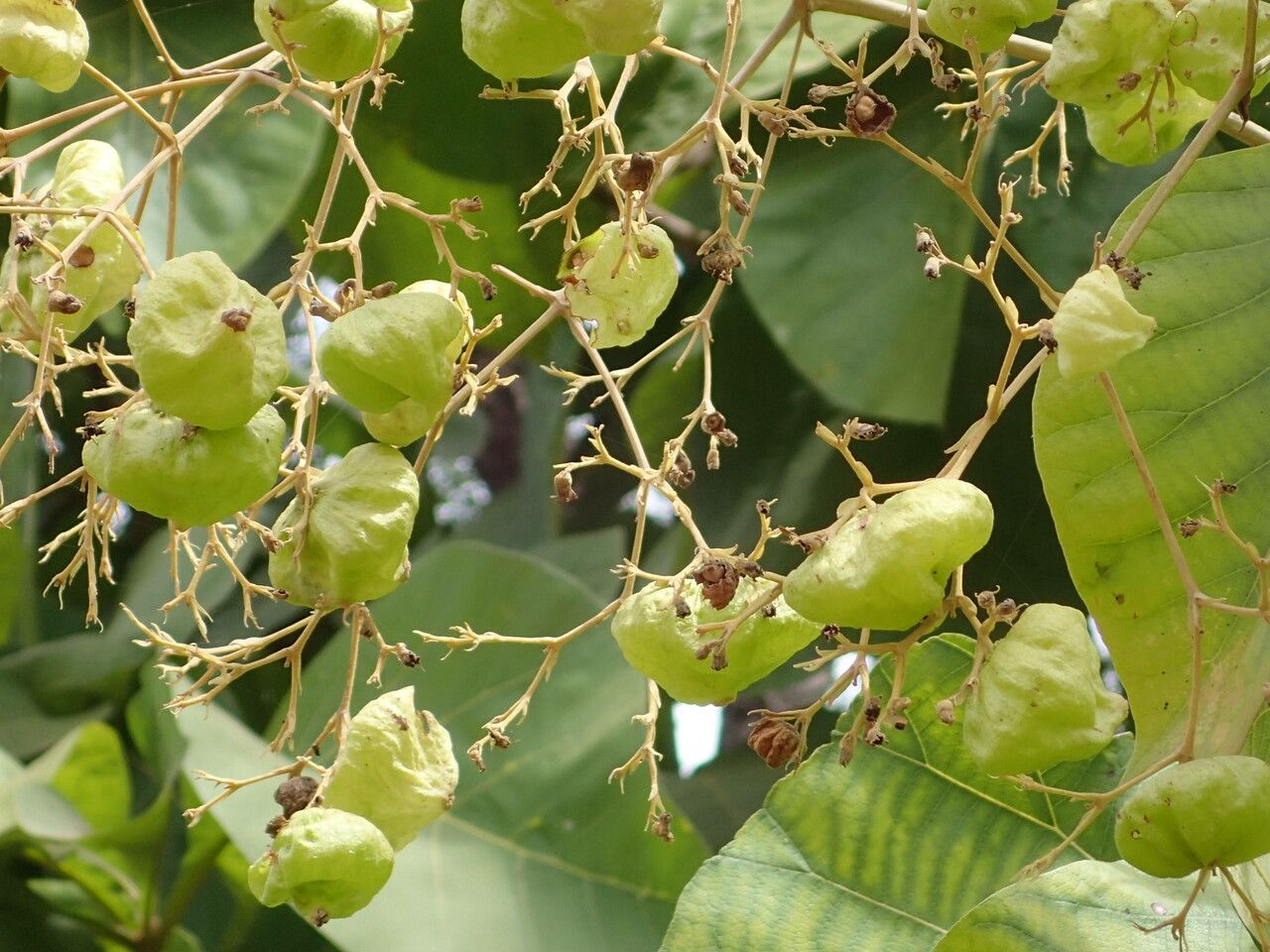 Tectona grandis fruit
