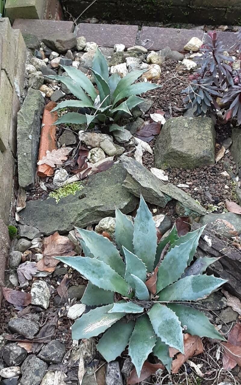 Agave inaequidens habit