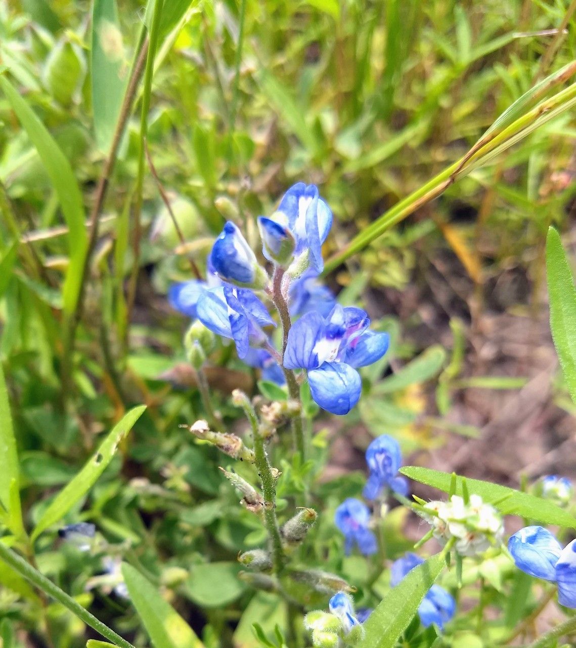 Lupinus subcarnosus flower