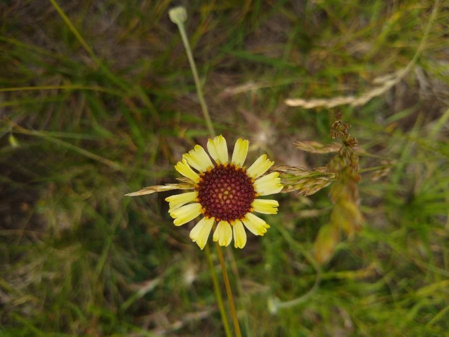 Gaillardia pinnatifida flower