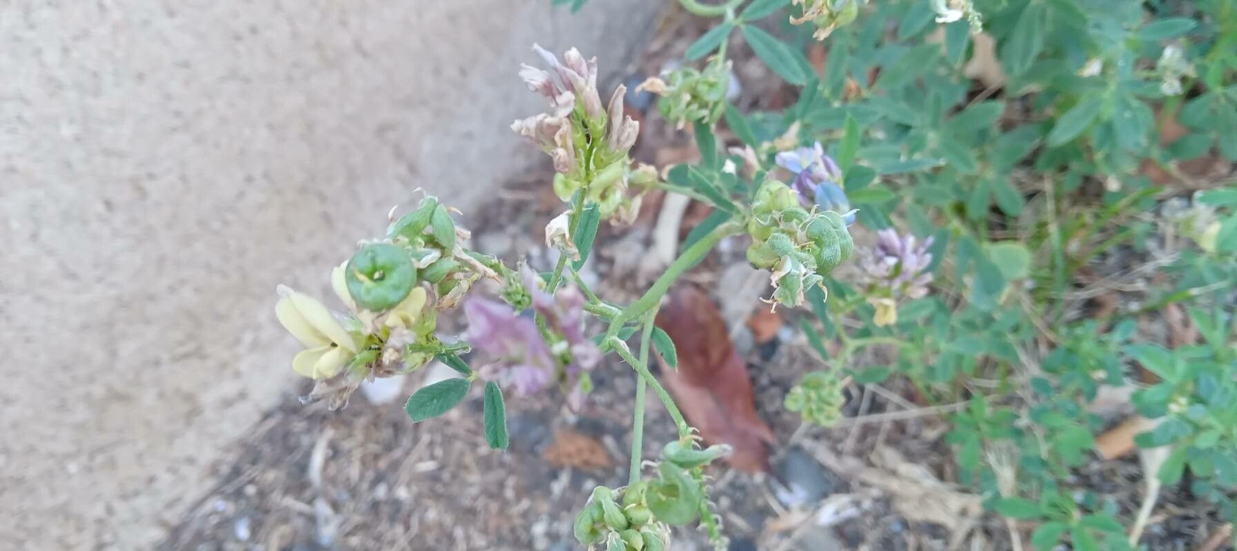 Medicago × varia flower