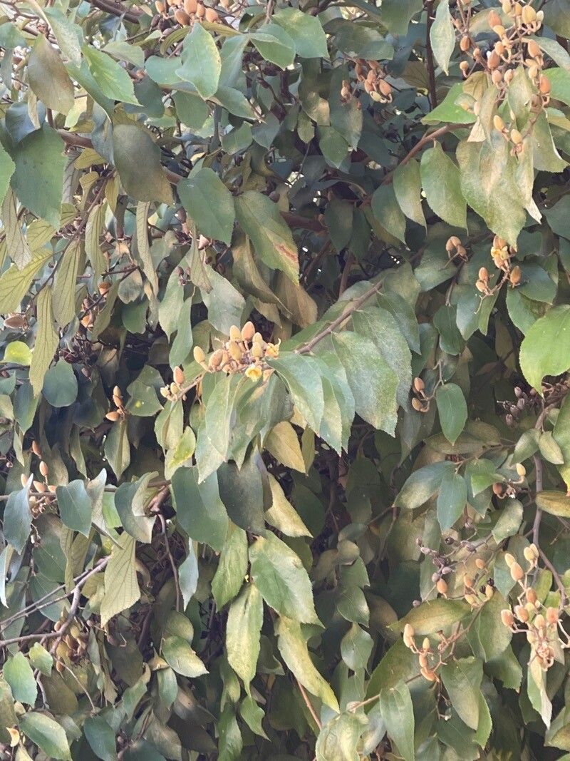 Luehea speciosa — houseplant care guide