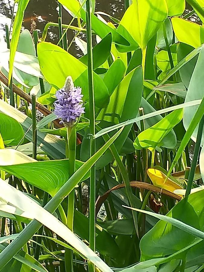 Pontederia cordata flower