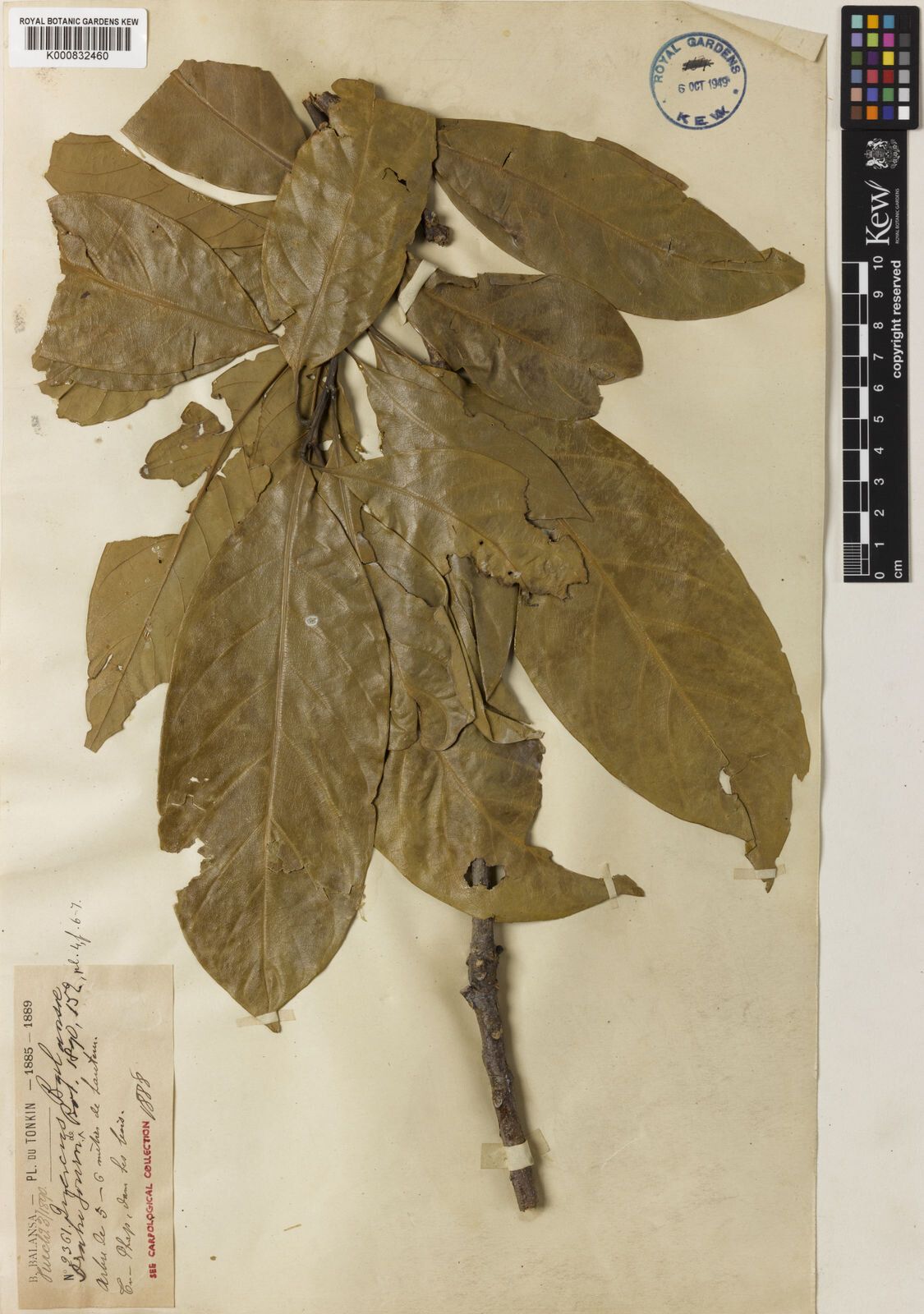 Lithocarpus tephrocarpus — houseplant care guide