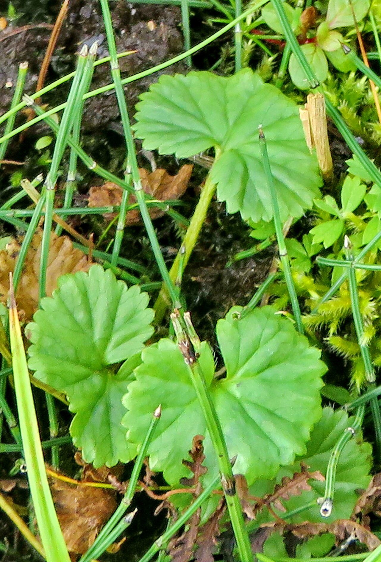 Gunnera mixta — houseplant care guide