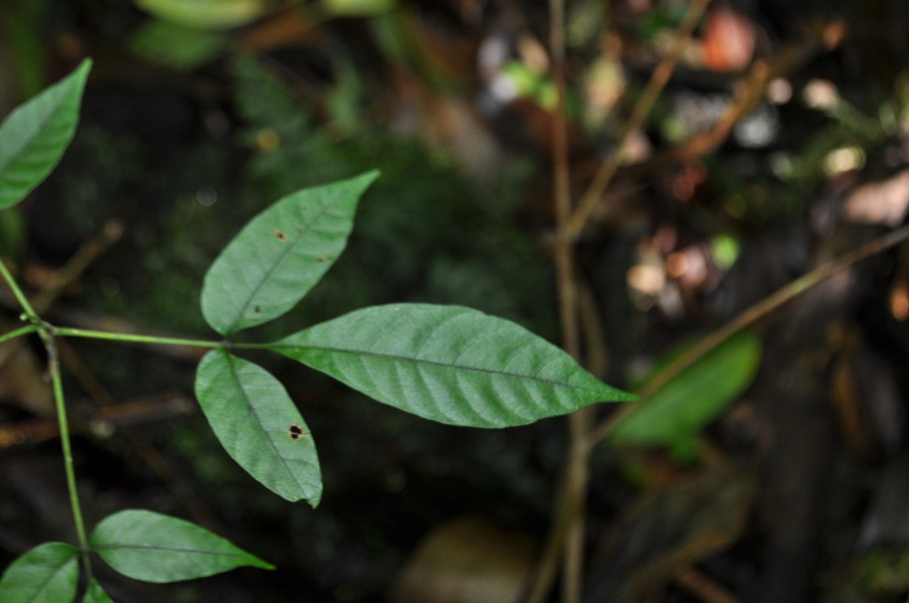 Allophylus borbonicus leaf