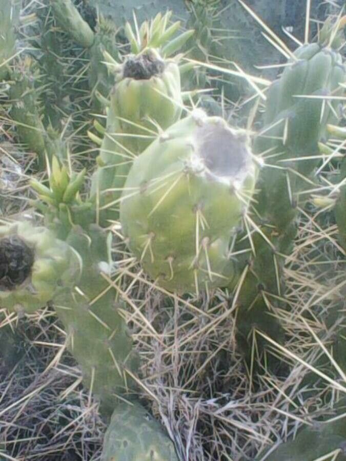 Austrocylindropuntia cylindrica fruit