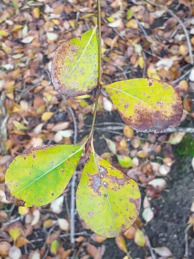 Populus glauca leaf